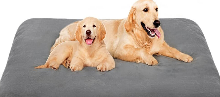 Best Dog Beds for Small, Medium, and Large Breeds